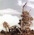People of the North: Sleep Formations - {VINYL LP}