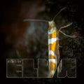Anders Ilar: Elva Remixes - 12-INCH SINGLE