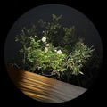 La Desh, Ben: Fine Rise - 12-INCH SINGLE